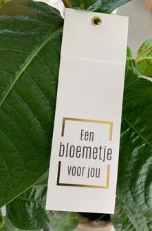 Kaartjes Punkt  Een bloemetje voor jou !