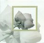 Lotus-rouwlabel-vierkant-blanco